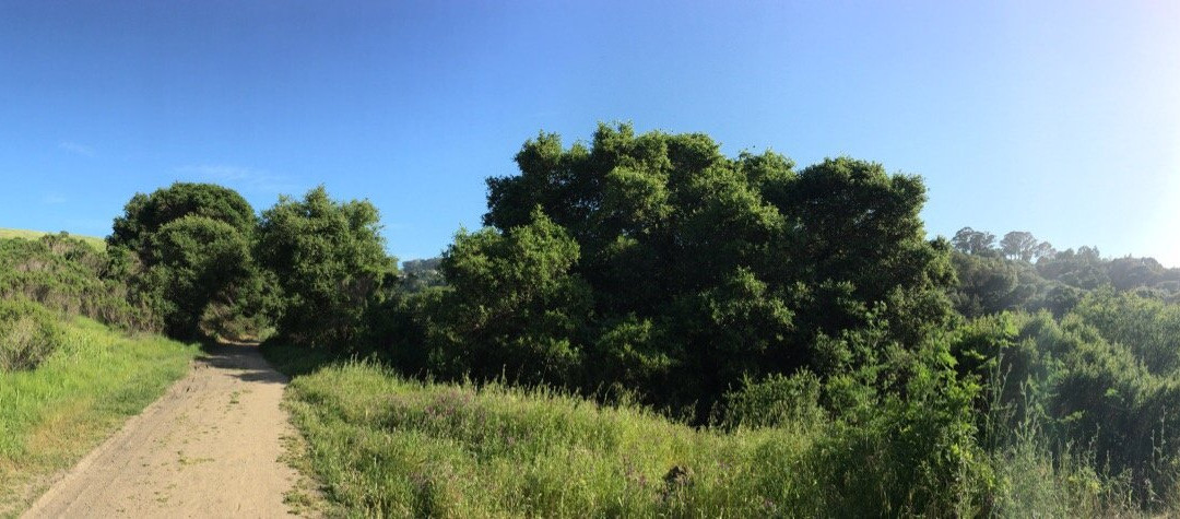 Wildcat Canyon Regional Park-列治文必去景点