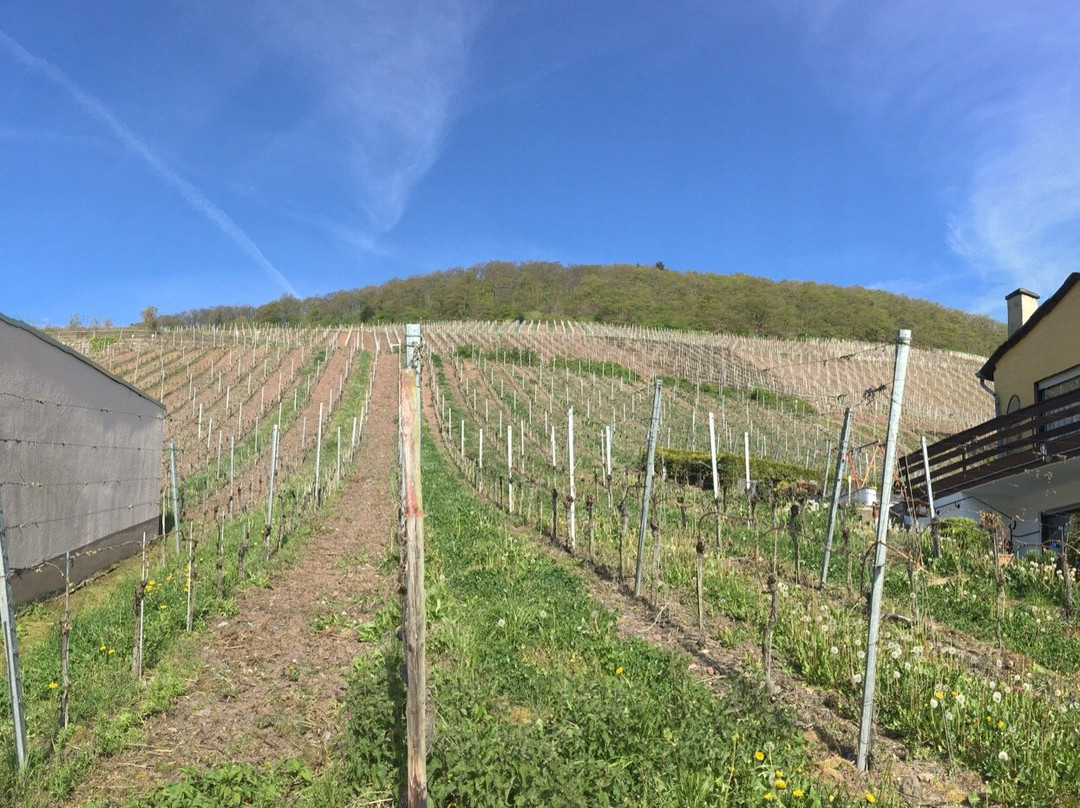 Weingut Gaestehaus Gerlach主图