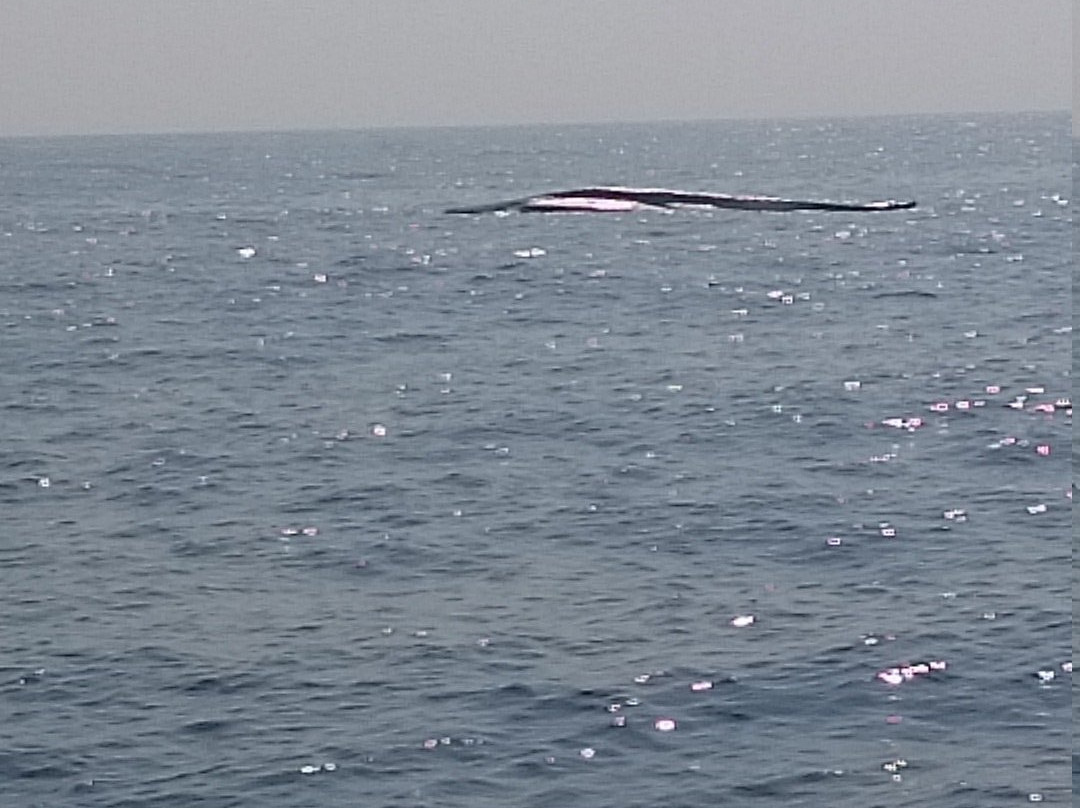 Mirissa Whale Watching Club-美蕊沙必去景点