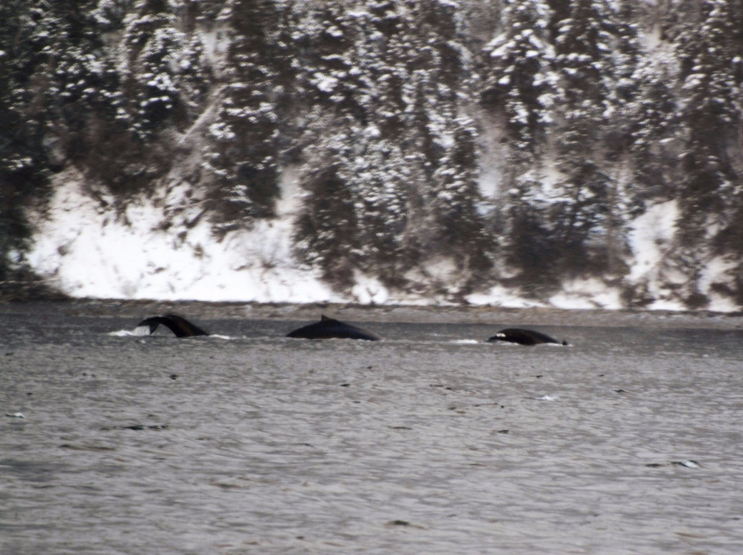 Blackawton Boat Tours-Woody Point必去景点
