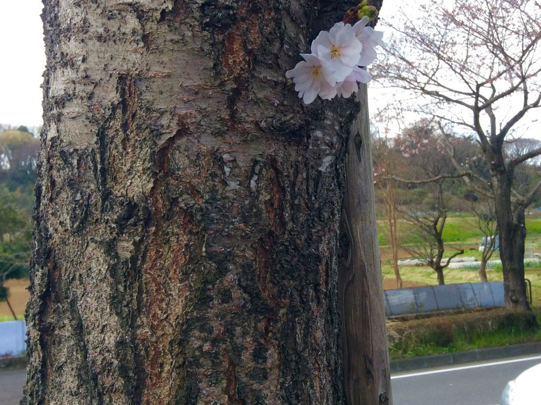 Hadano Sakura Michi-秦野市必去景点