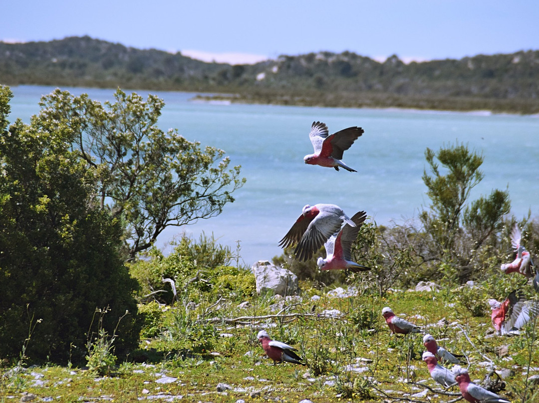 Yangie Bay Hike-哥芬湾必去景点