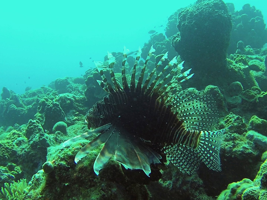 Jeff's Water Sports & Healing-Scotts Head必去景点