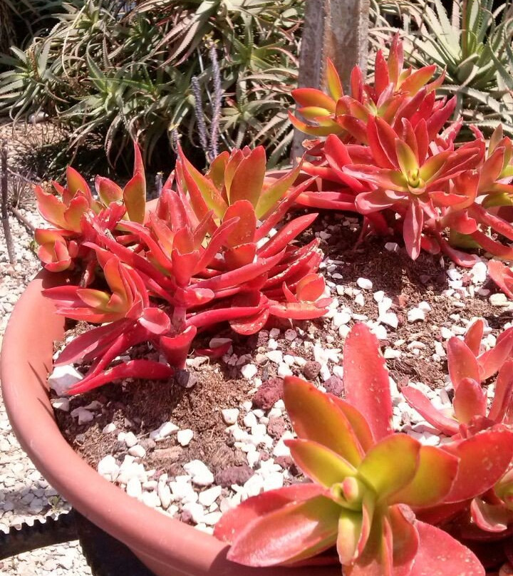 Gan HaKaktusim-霍隆必去景点