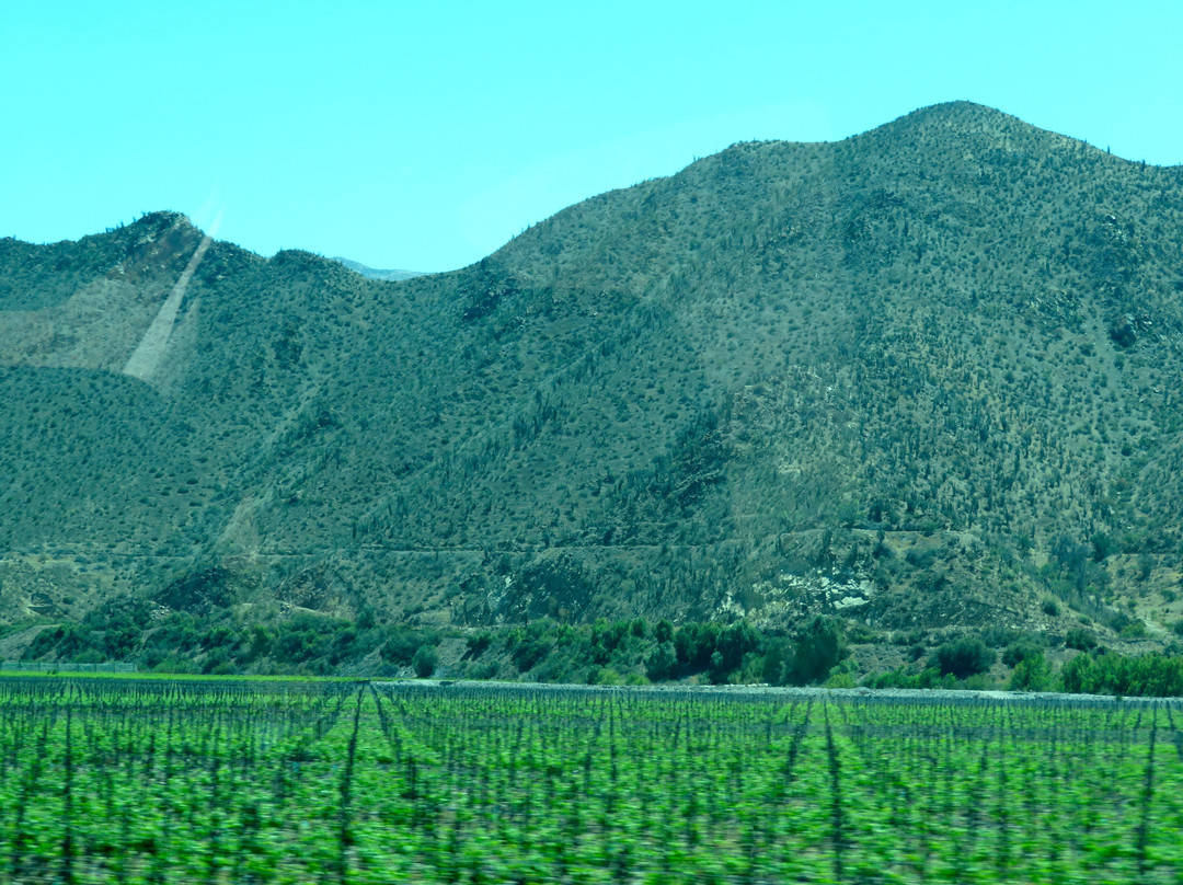 Viña Falernia-Vicuna必去景点