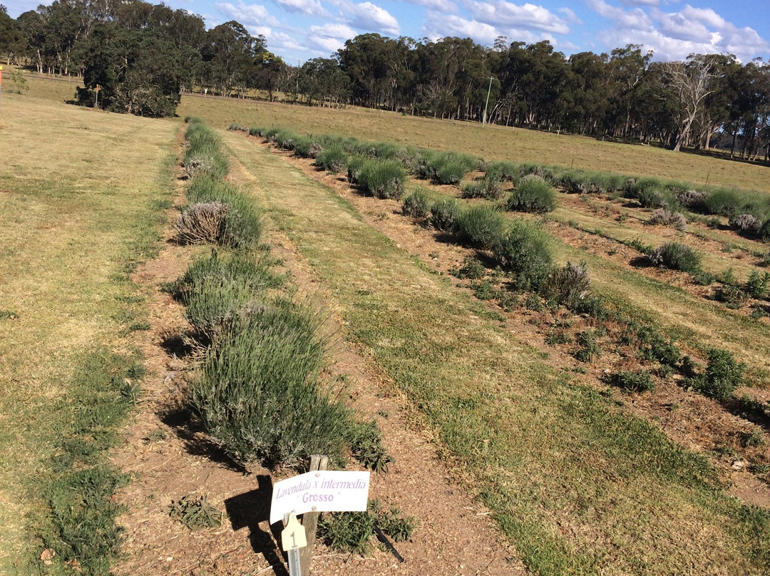 Aloomba Lavender Farm景点图片