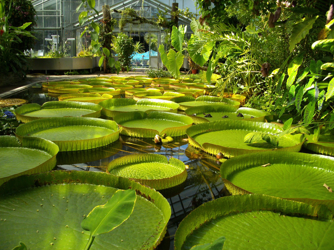 波恩旅游景点-Botanical Garden, Bonn