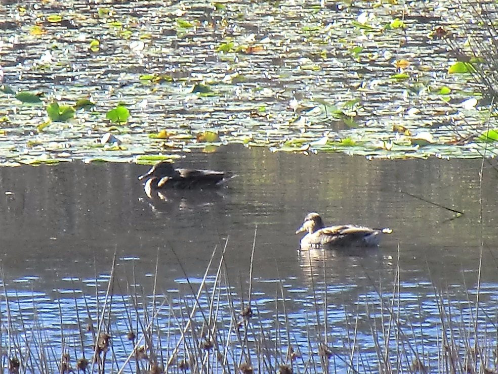 Lagoas de Bertiandos e S. Pedro de Arcos-蓬蒂－迪利马必去景点