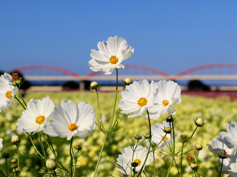 Cosmos Arena Fukiage
