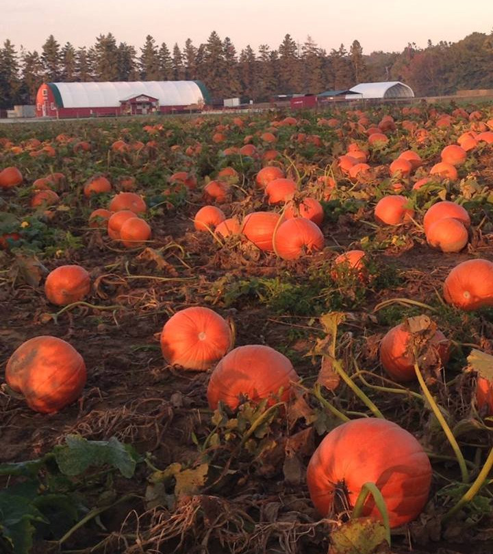 Stonehaven Farm Market-Campbellville必去景点