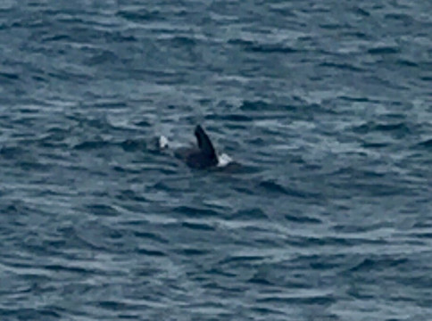 Whale Watch Tarifa-塔里法必去景点