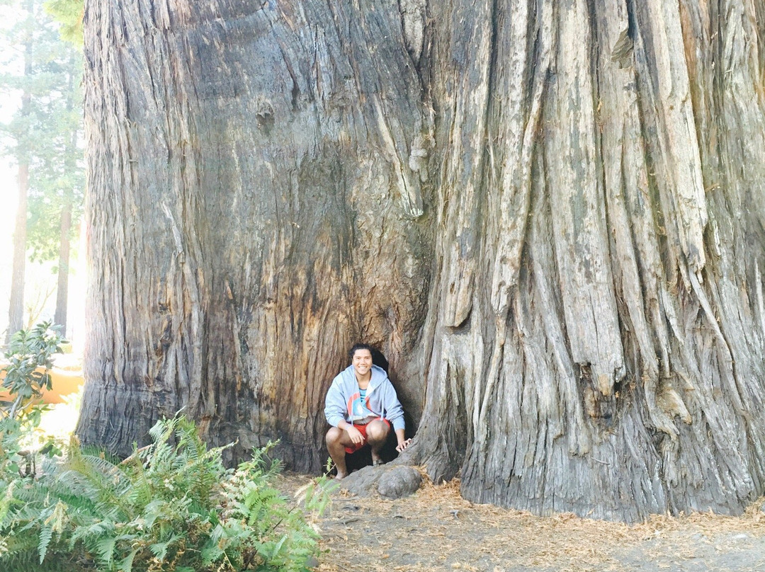 The Grandfather Tree景点图片