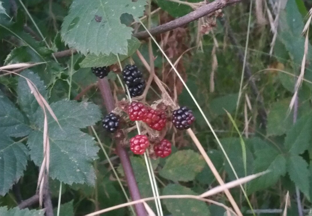 Fitton Green Natural Area-科瓦利斯必去景点