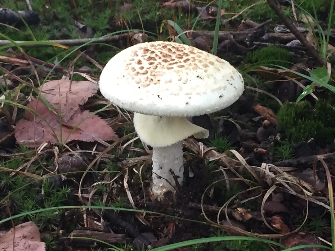 Pigeon Creek County Park-West Olive必去景点