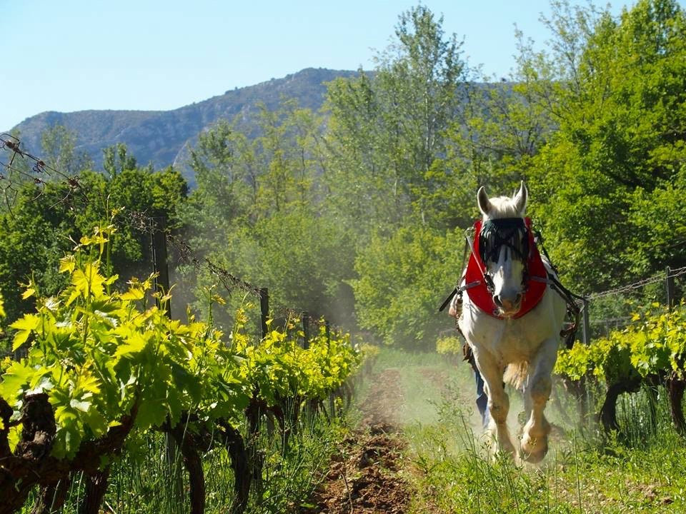 Domaine Henri Milan景点图片