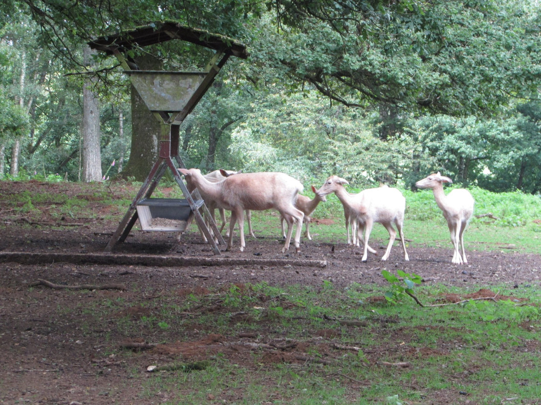 Parc Animalier景点图片