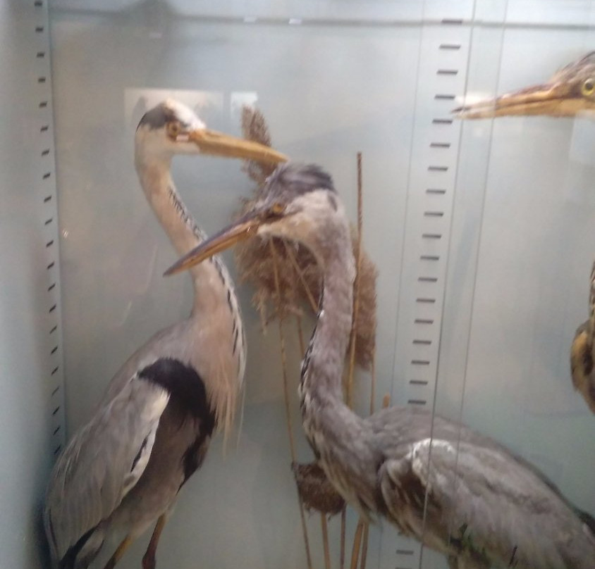 Museum of Natural History景点图片