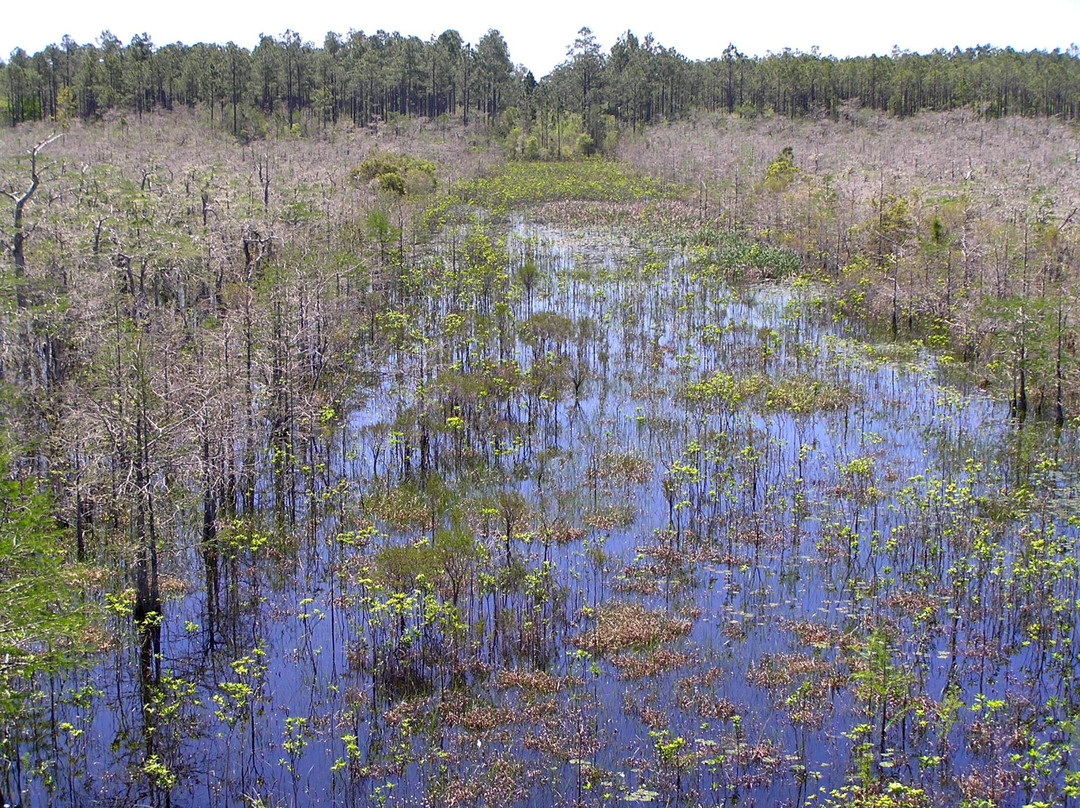 Tate's Hell State Forest景点图片