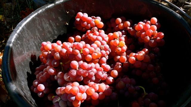 Domaine Jean-Paul Schmitt景点图片