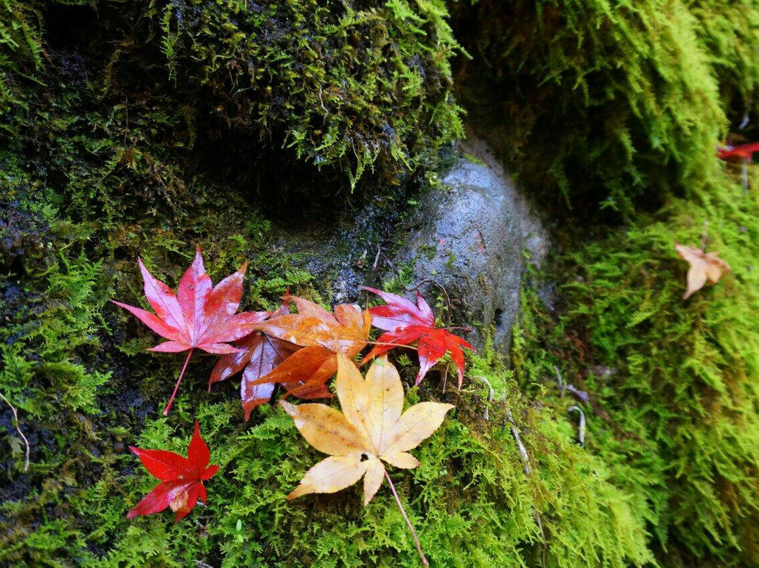 Yabu Shrine-养父市必去景点