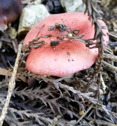 Hiroseya Ryokan主图