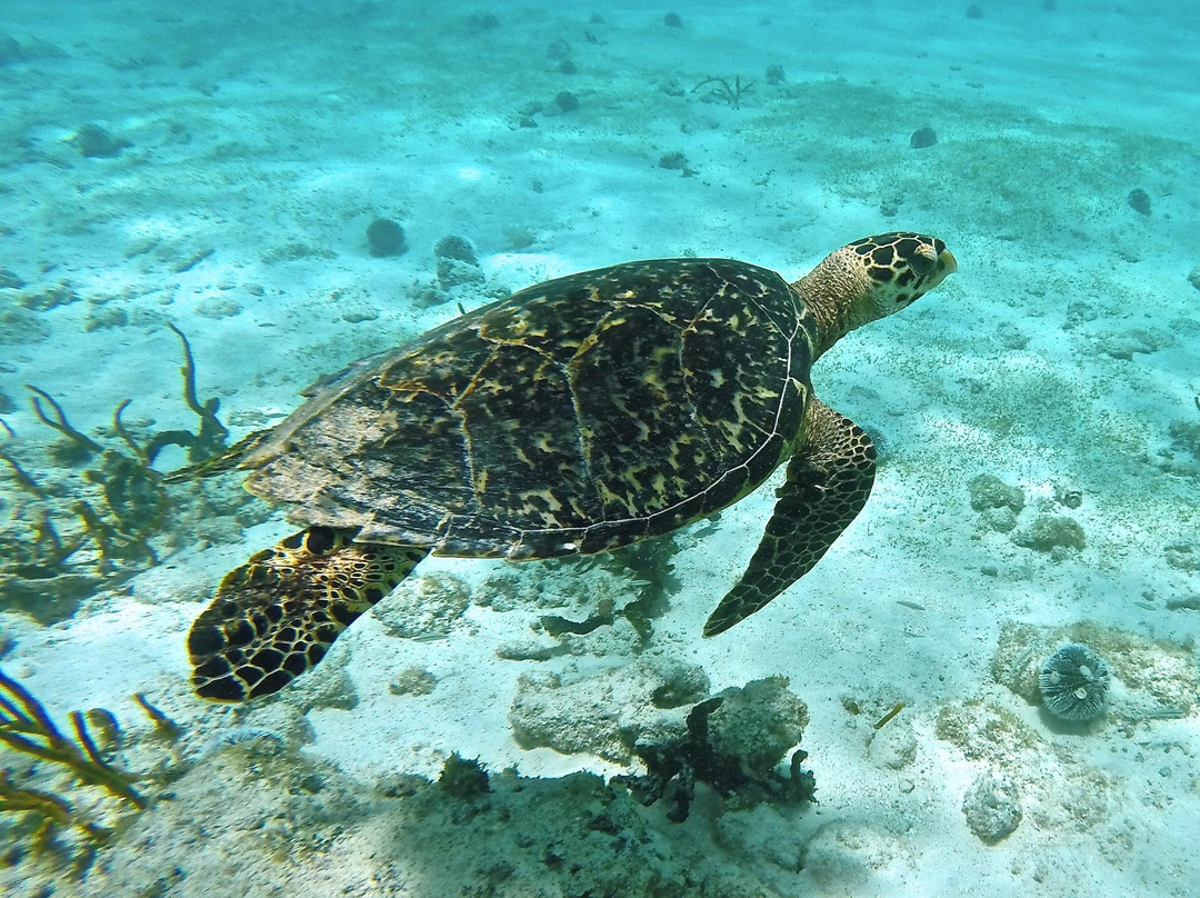 Caribbean Yachting Holidays - Day Tour-Saint George Parish必去景点