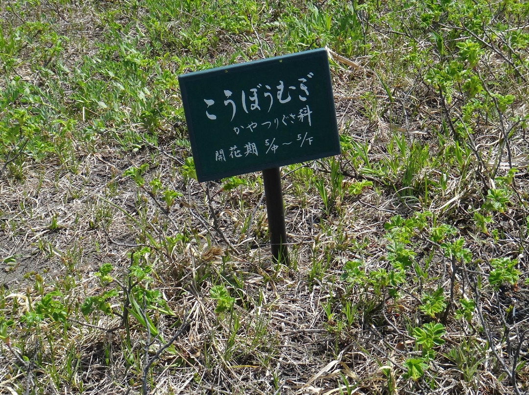 Hamanasuno Oka Park-石狩市必去景点