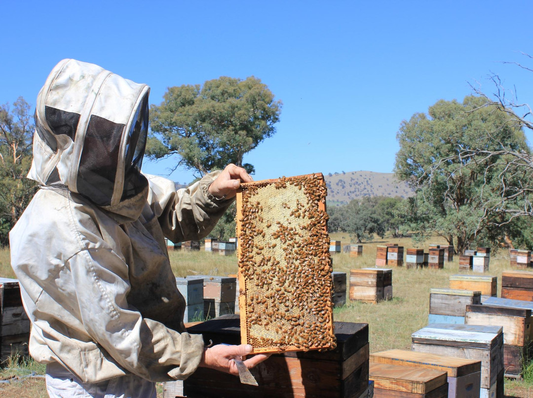 Harden's House of Honey-Harden-Murrumburrah必去景点