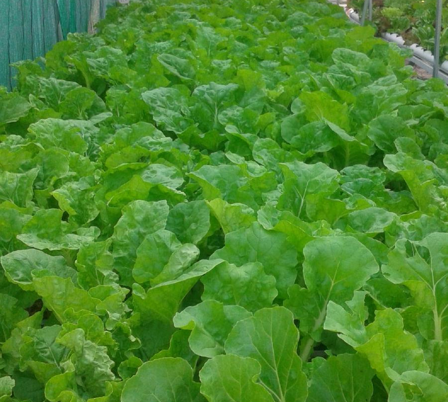 Daily Fresh Farm - Organic Farm Hydroponic Technology景点图片