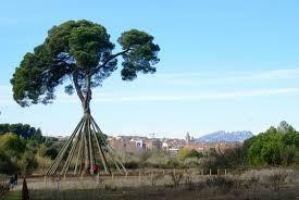 El Pi d'en Xandri景点图片