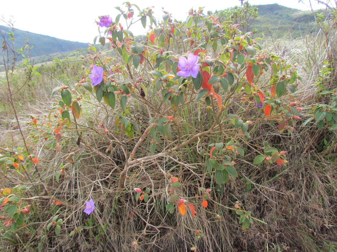 Pico da Lombada-Lima Duarte必去景点