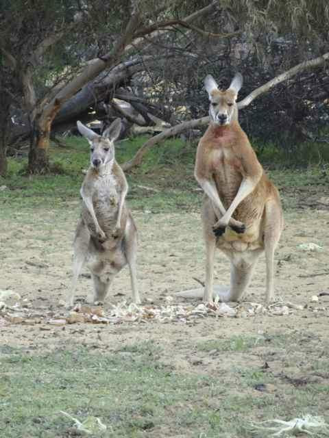 Waminda Wildlife Sanctuary-杰拉尔顿必去景点