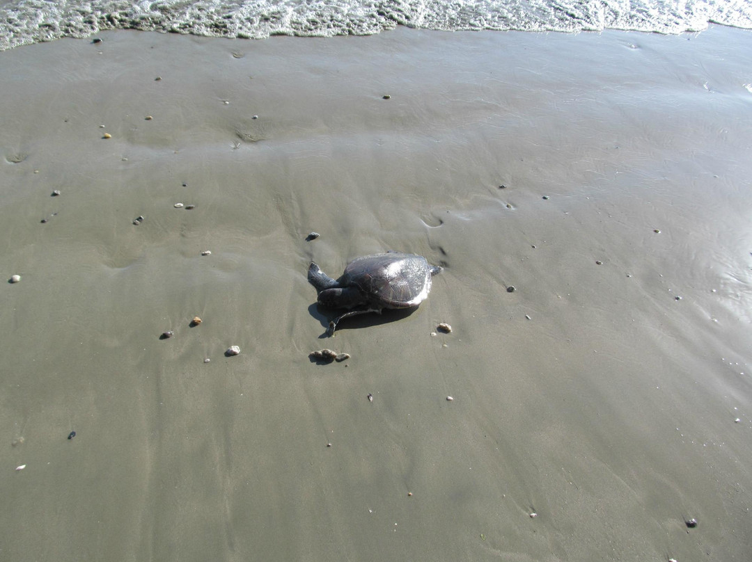 Armacao do Itapocoroi Beach (do Trapiche)-Baia Formosa必去景点