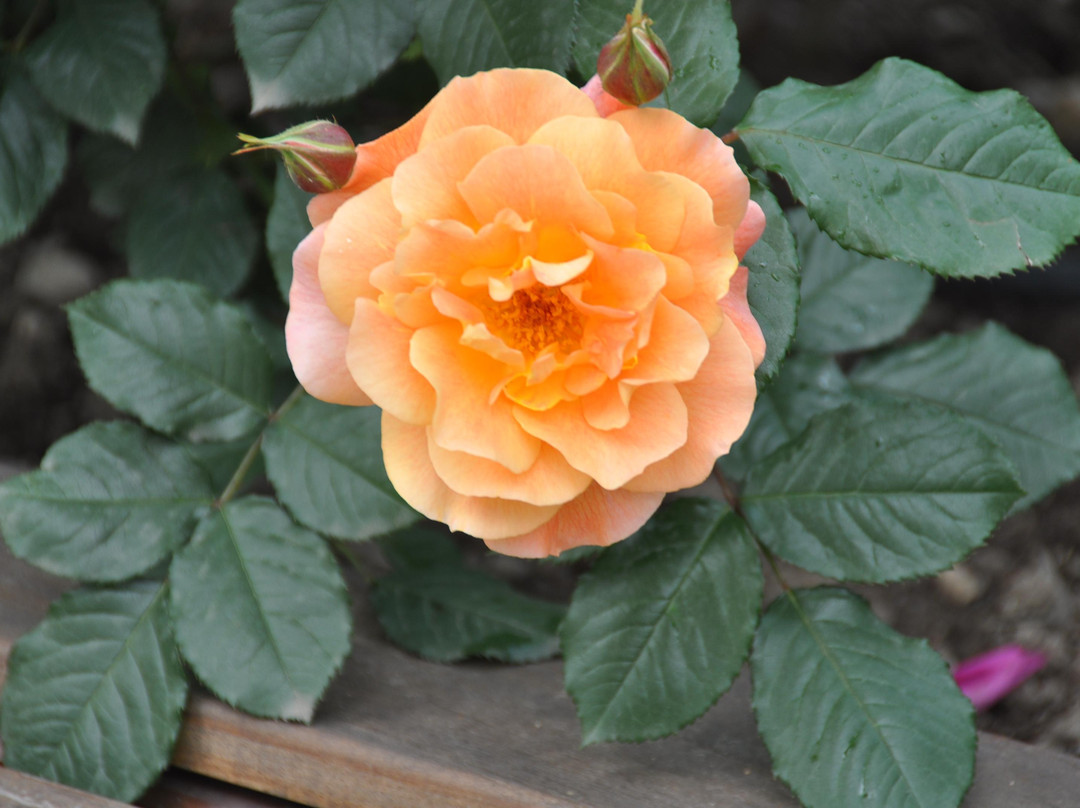 Valley of Roses-Stara Zagora Province必去景点
