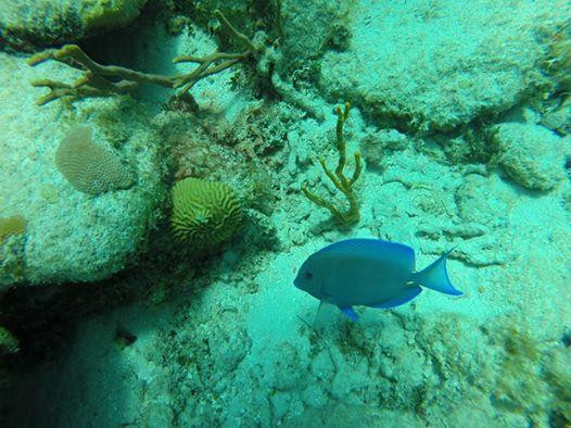 Scuba Zen-Anse Marcel必去景点