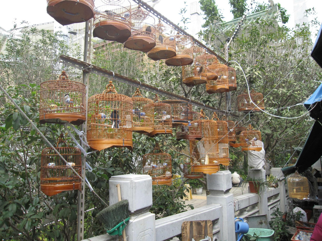 鸟市-香港必去景点