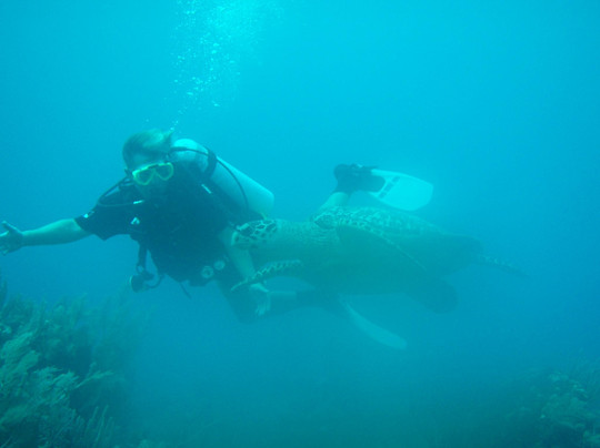 Scuba-Mex Dive Center-Paamul必去景点