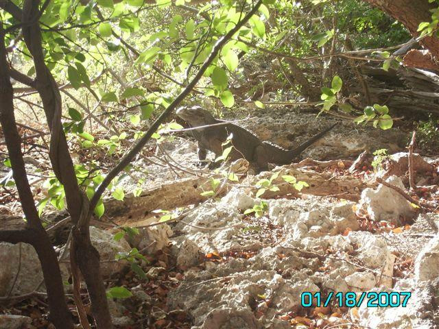 Mona Island-Mayaguez必去景点