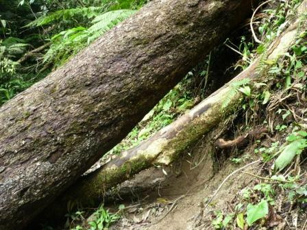 Cameron Highlands Trail No. 9-丹那拉塔必去景点
