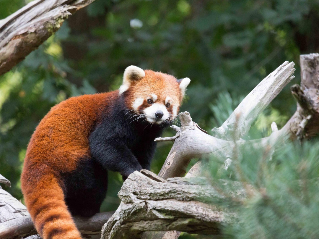 林地公园动物园-西雅图必去景点