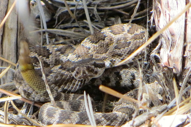 Chilao Recreation Area-拉肯纳达石岭必去景点
