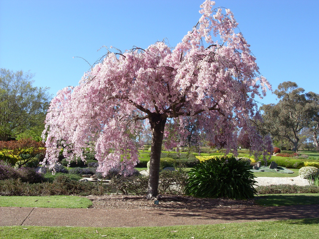 Cowra Japanese Garden & Cultural Centre景点图片
