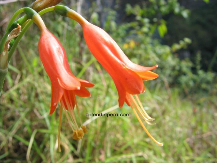 Orange Tours Day Tours-卡哈马卡必去景点