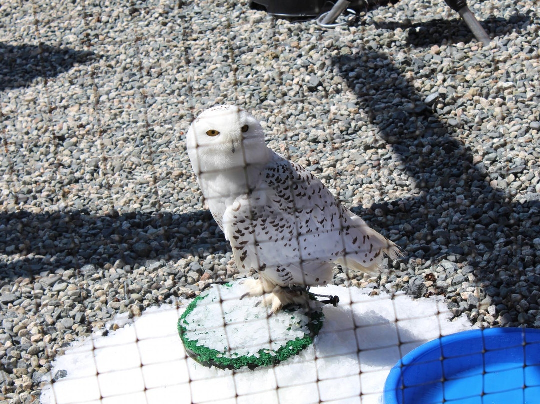 Alaska Raptor Center-锡特卡必去景点