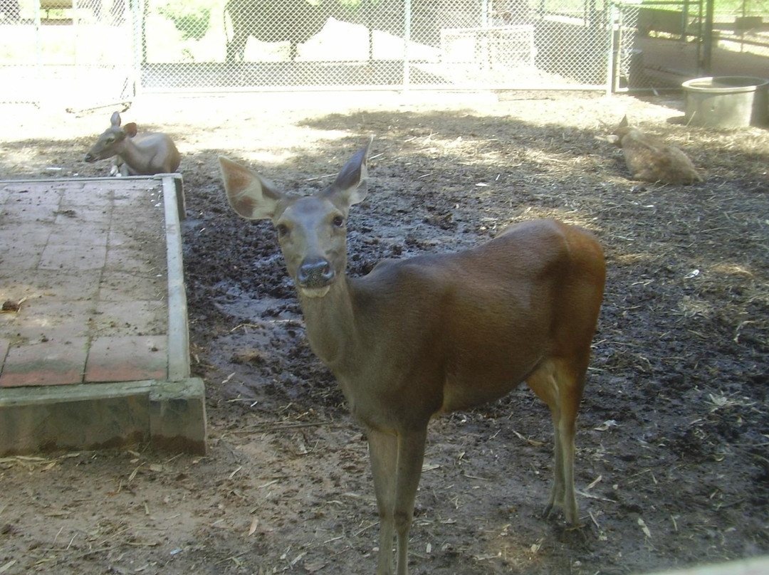 Trakarn zoo ubon-打干普奔必去景点