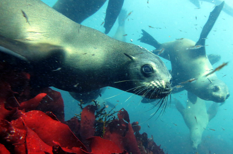 Pisces Divers-西门镇必去景点