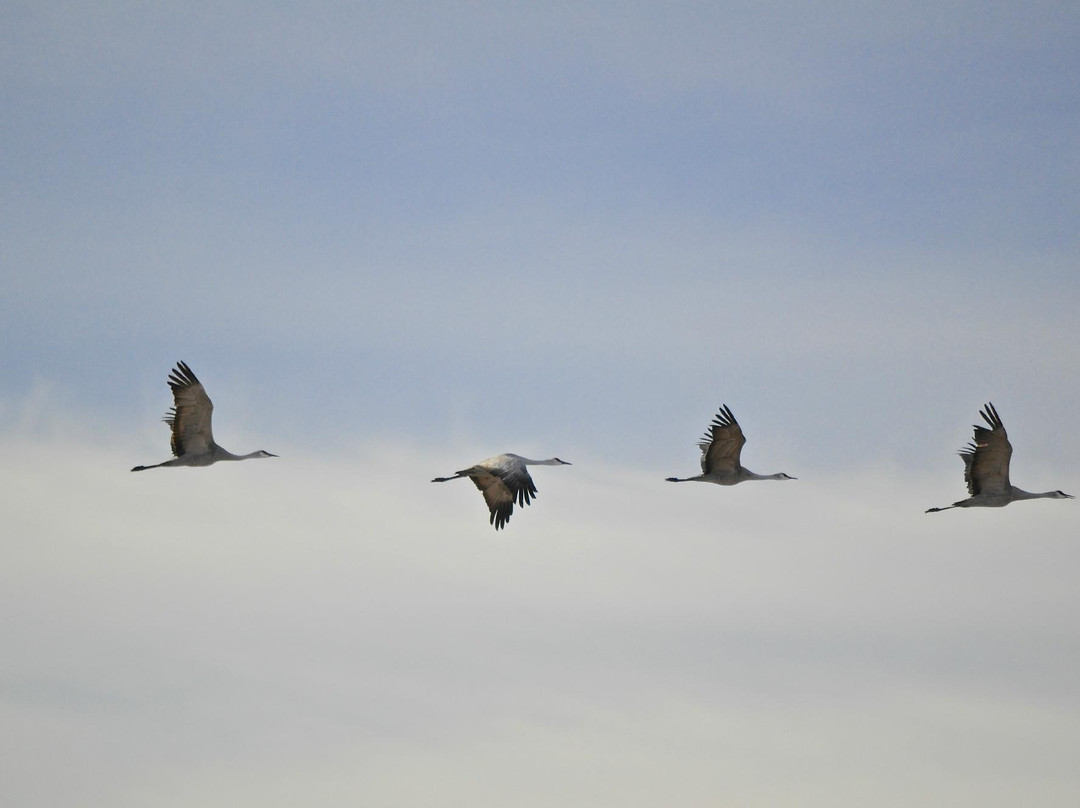 Willcox Playa Wildlife Area-Willcox必去景点