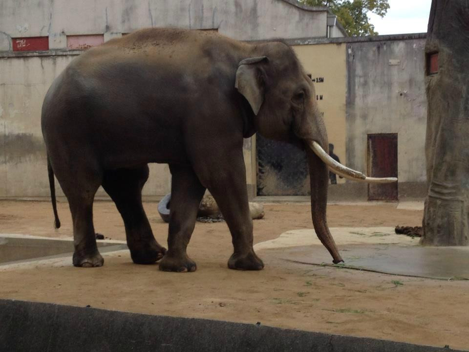 神户市立王子动物园-神户市必去景点