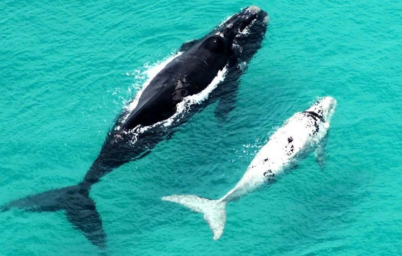 Hermanus-Seekers Day Tours-赫曼努斯必去景点