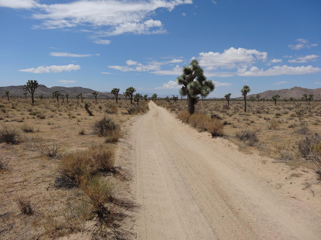Queen Valley Road-约书亚树国家公园必去景点